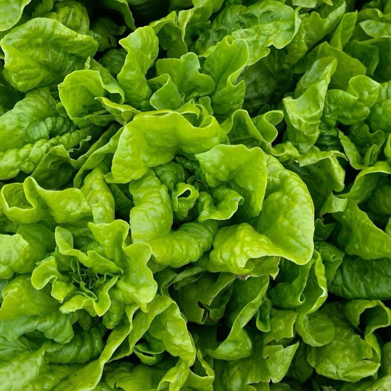 Насіння салату