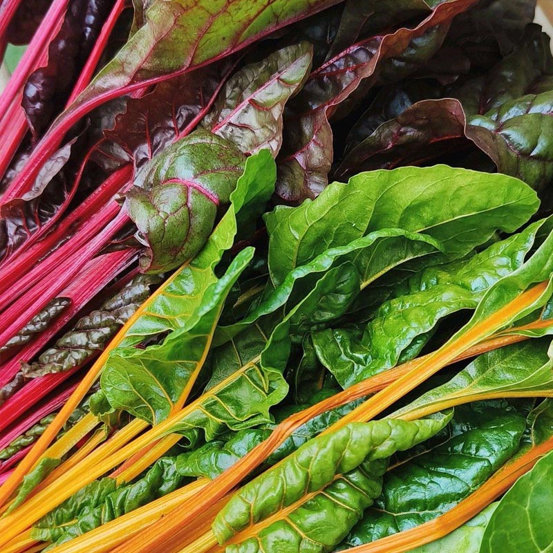 Насіння мангольду