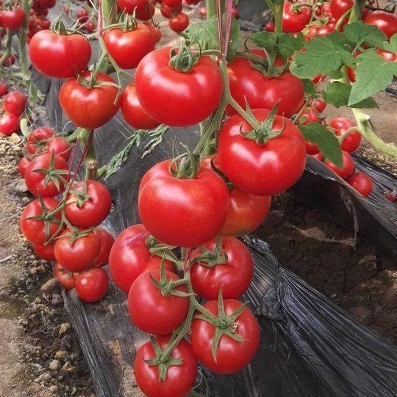 Насіння індетермінантних (високорослих) томатів