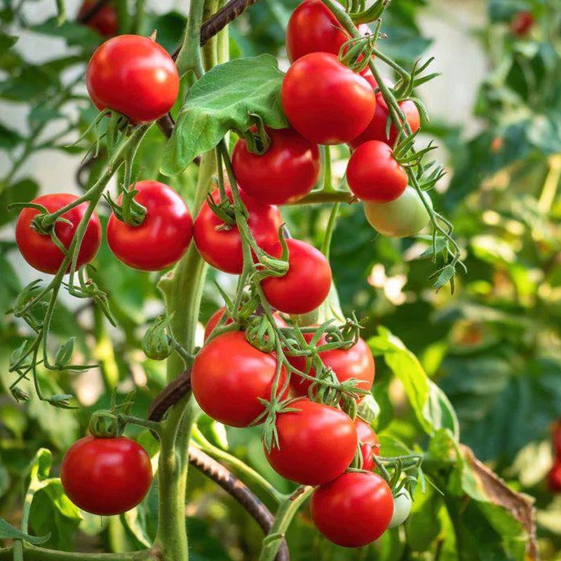 Насіння томатів