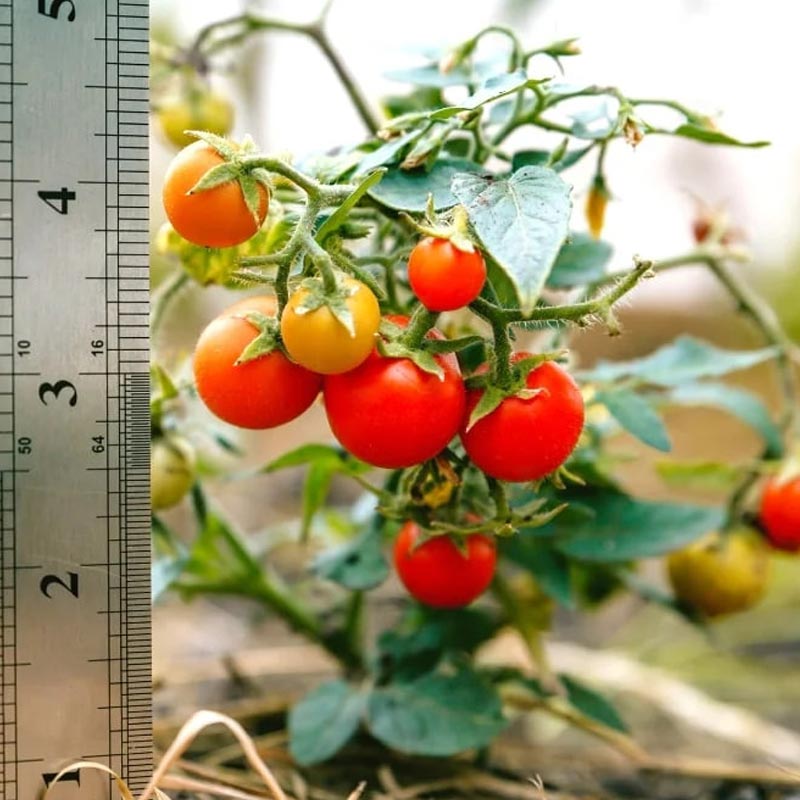 Насіння детермінантних (низькорослих) томатів